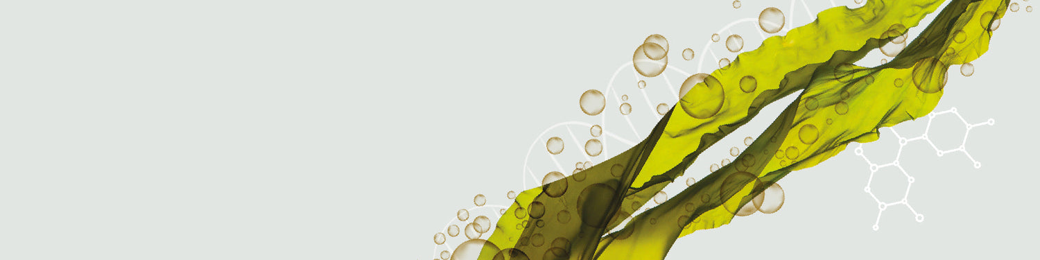 Seaweed