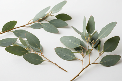 Eucalyptus Oil 100% Pure