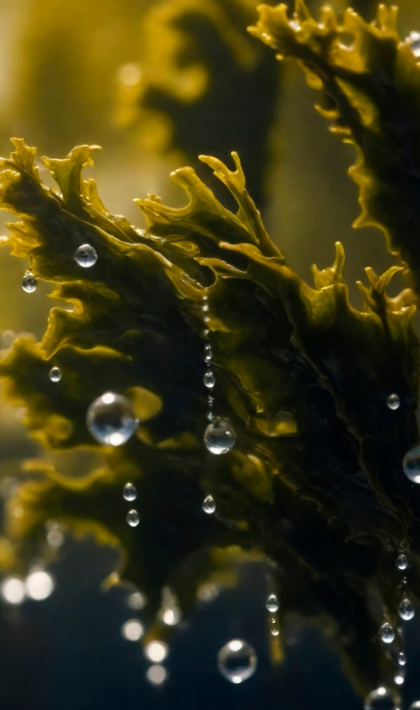 Seaweed Ageless Daily Hydration Gel Cream