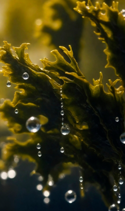 Seaweed Ageless Daily Hydration Gel Cream