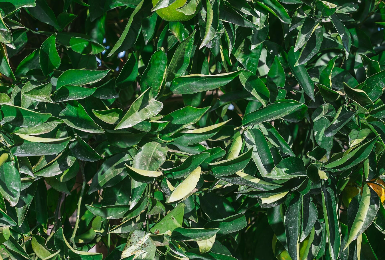 Tea Tree Purifying Cream